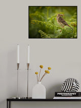 Meadow Pipit with Moth Poster och Canvastavla