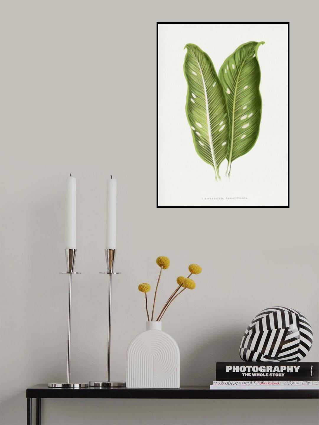 Green Dieffenbachia Baraquiniana Leaf Illustration Poster och Canvastavla