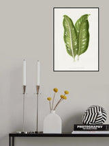 Green Dieffenbachia Baraquiniana Leaf Illustration Poster och Canvastavla