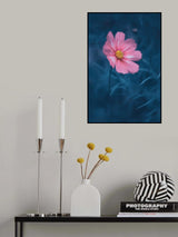 Lovely Cosmos Poster och Canvastavla