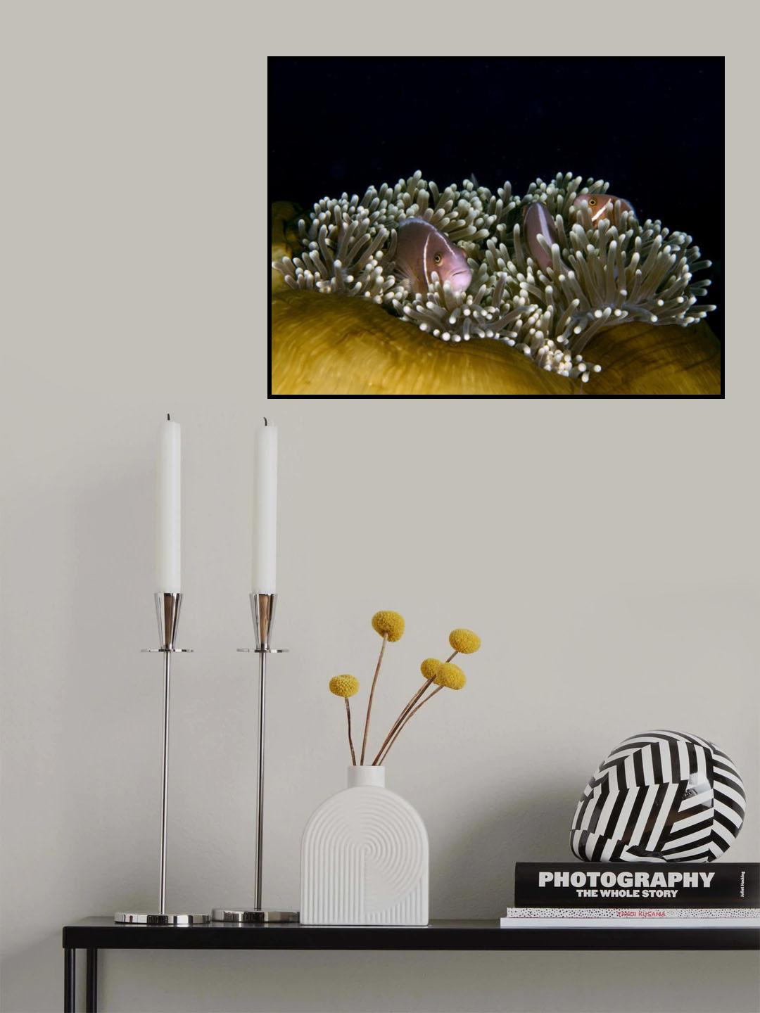 Skunk Anemonefish Poster och Canvastavla