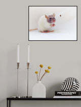 Snoozy and ladybirds Poster och Canvastavla
