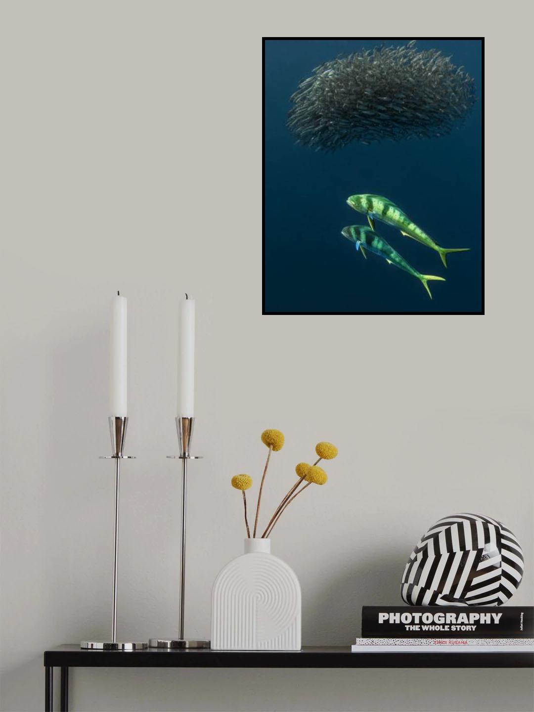 Mahi Mahi gone hunting… Poster och Canvastavla