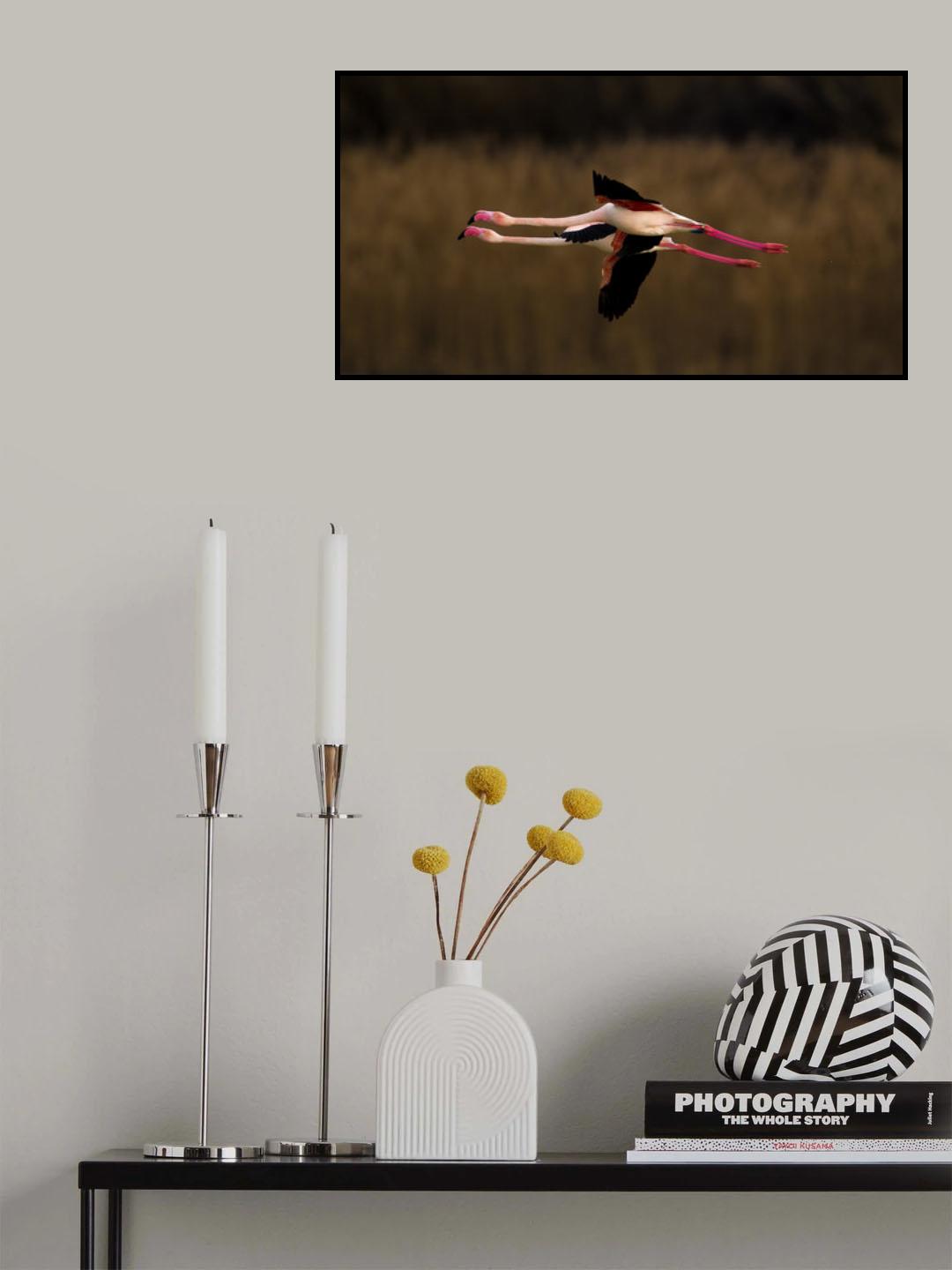 Greater Flamingo Poster och Canvastavla