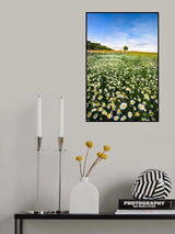 Daisyfield in Sweden Poster och Canvastavla
