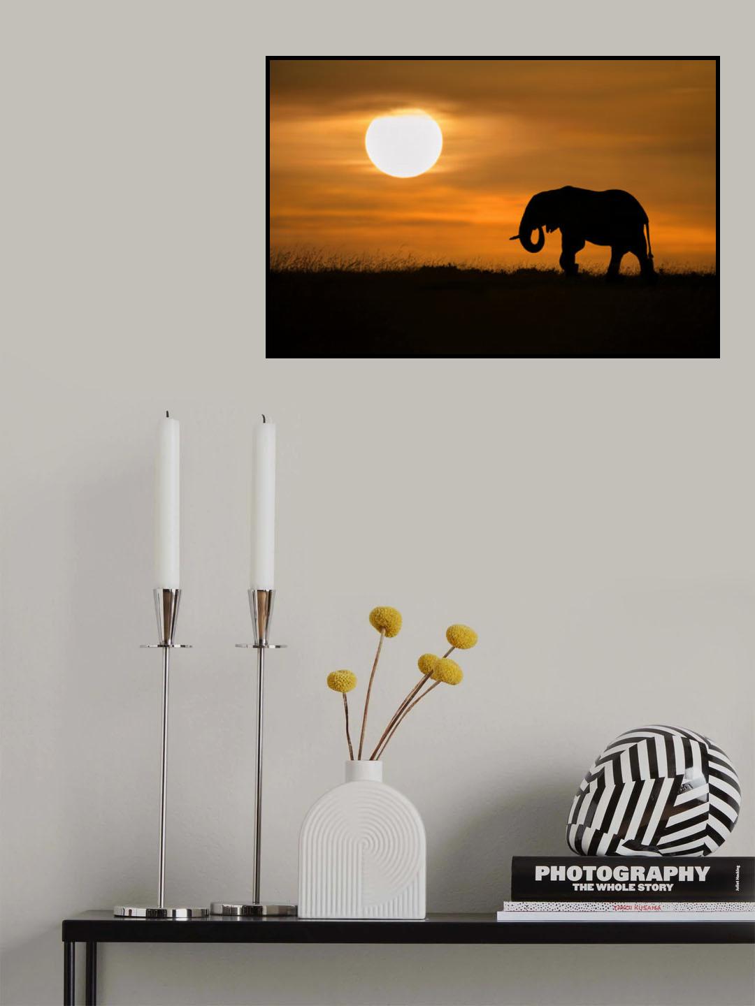 Elephant at dawn Poster och Canvastavla