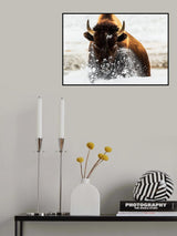 Bison in Action Poster och Canvastavla