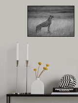cheetah times Maratriangle Poster och Canvastavla