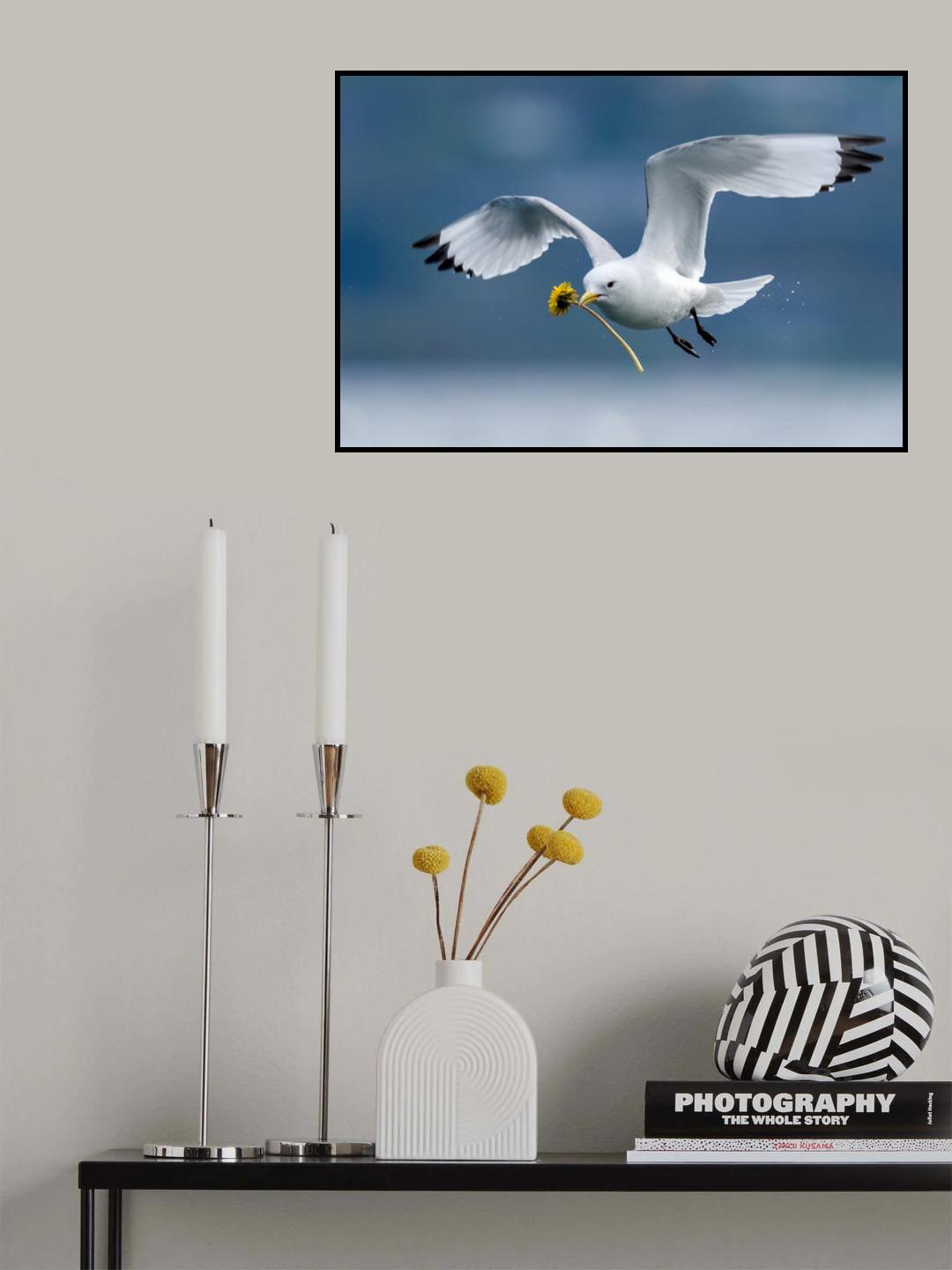 KITTIWAKE DATE Poster och Canvastavla