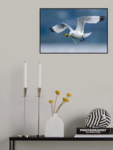 KITTIWAKE DATE Poster och Canvastavla