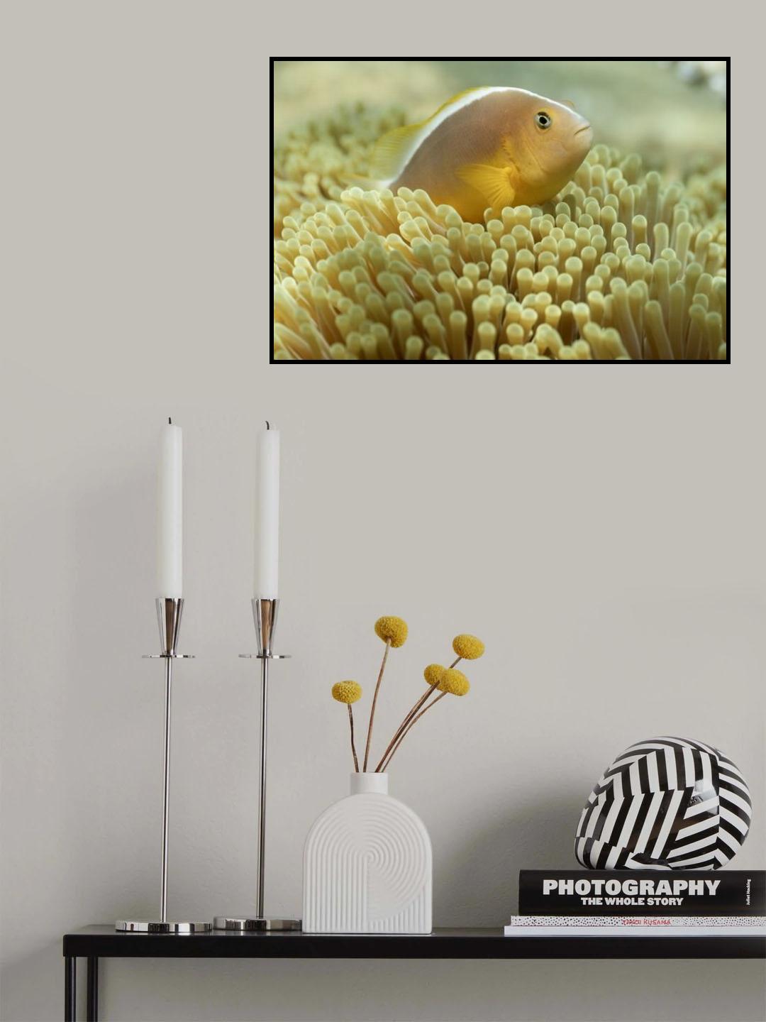 Clown fish Poster och Canvastavla