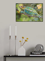 The King of Chameleon Poster och Canvastavla
