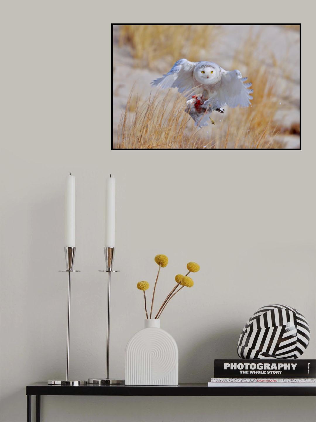 Snowy Owl Poster och Canvastavla