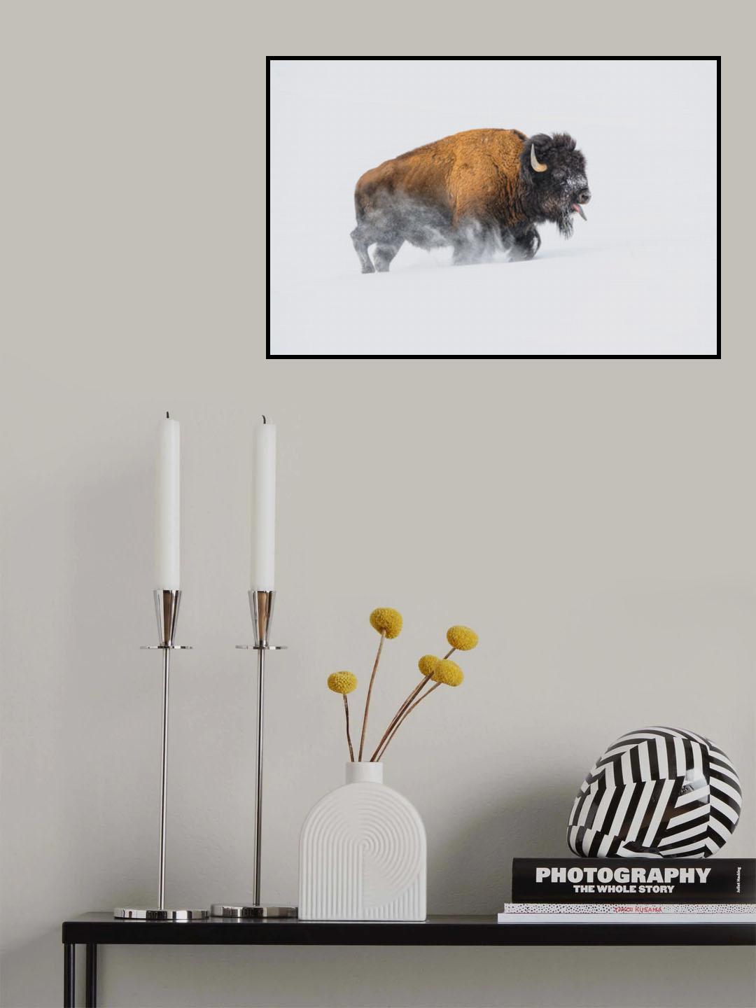 Bison in the Snow Poster och Canvastavla