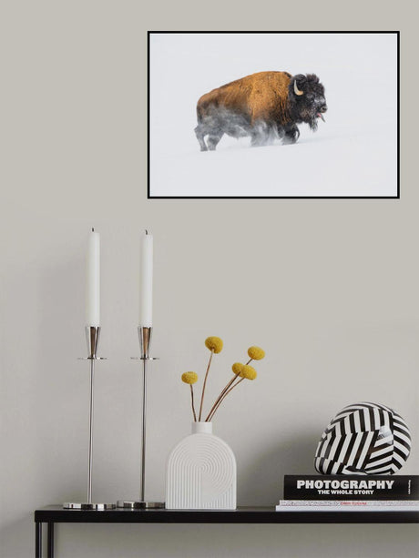 Bison in the Snow Poster och Canvastavla