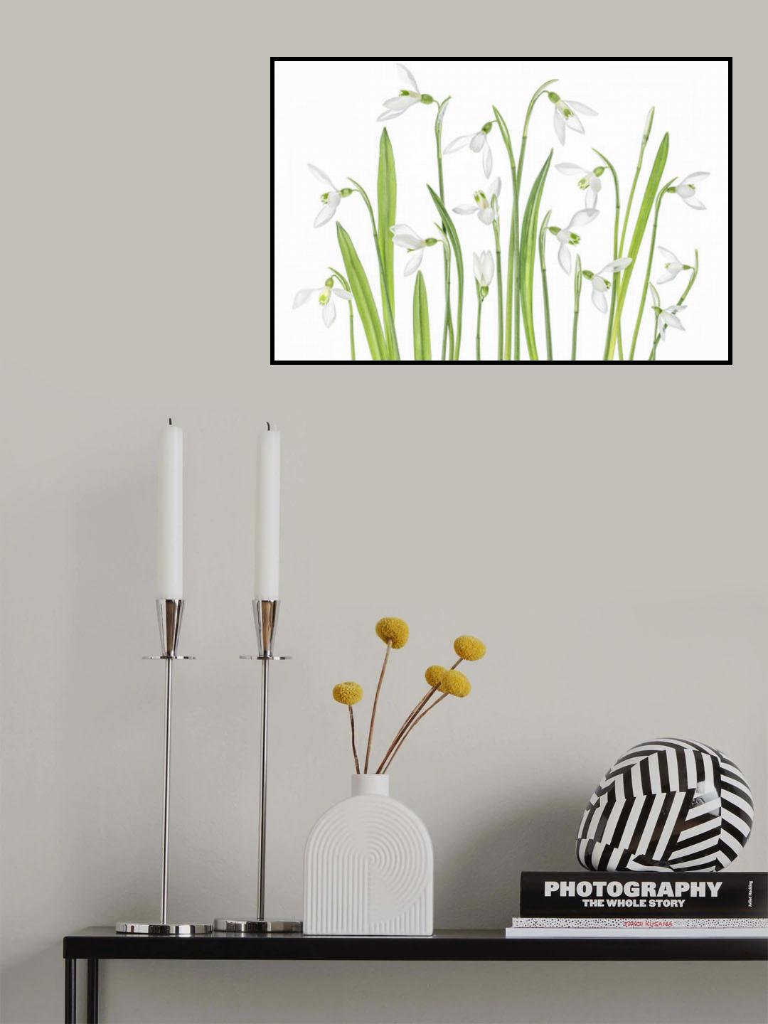 First Snowdrops Poster och Canvastavla