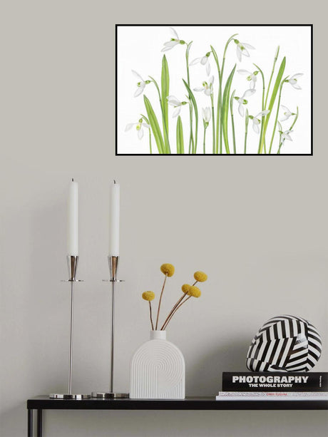 First Snowdrops Poster och Canvastavla