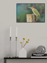 Streaked Woodpecker Poster och Canvastavla