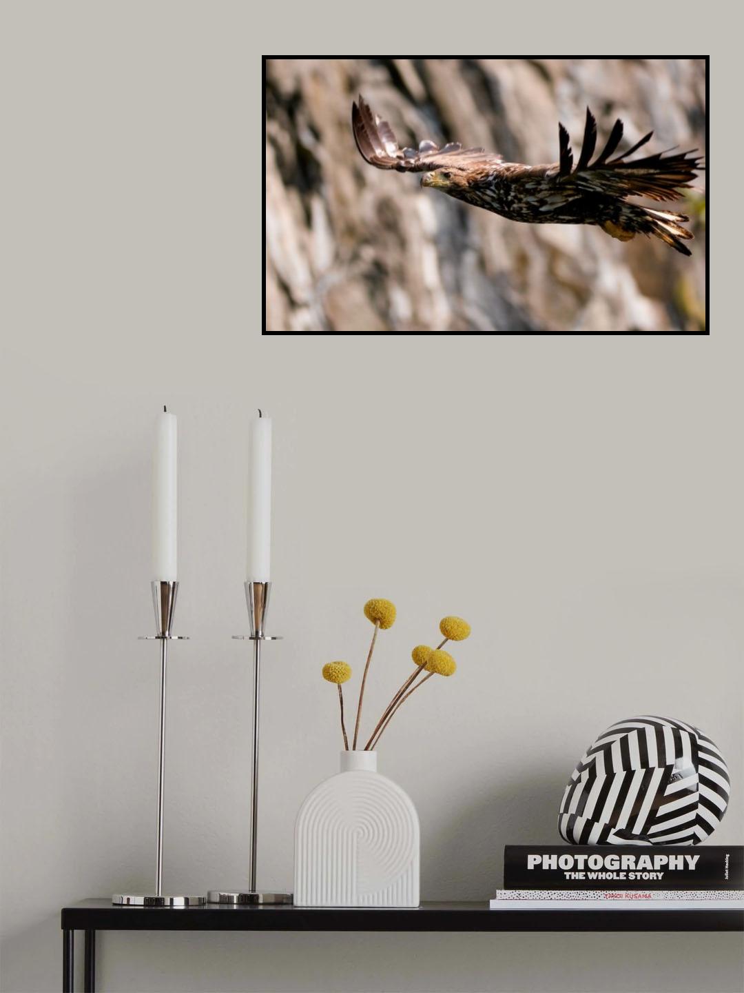 White-tailed eagle Poster och Canvastavla
