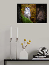 Look of Wisdom Poster och Canvastavla