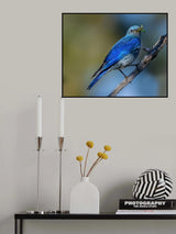 Mountain bluebird Poster och Canvastavla