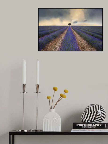 Lavender field Poster och Canvastavla