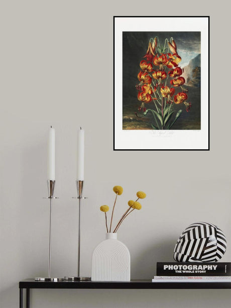 The Superb Lily from The Temple of Flora (1807) Poster och Canvastavla
