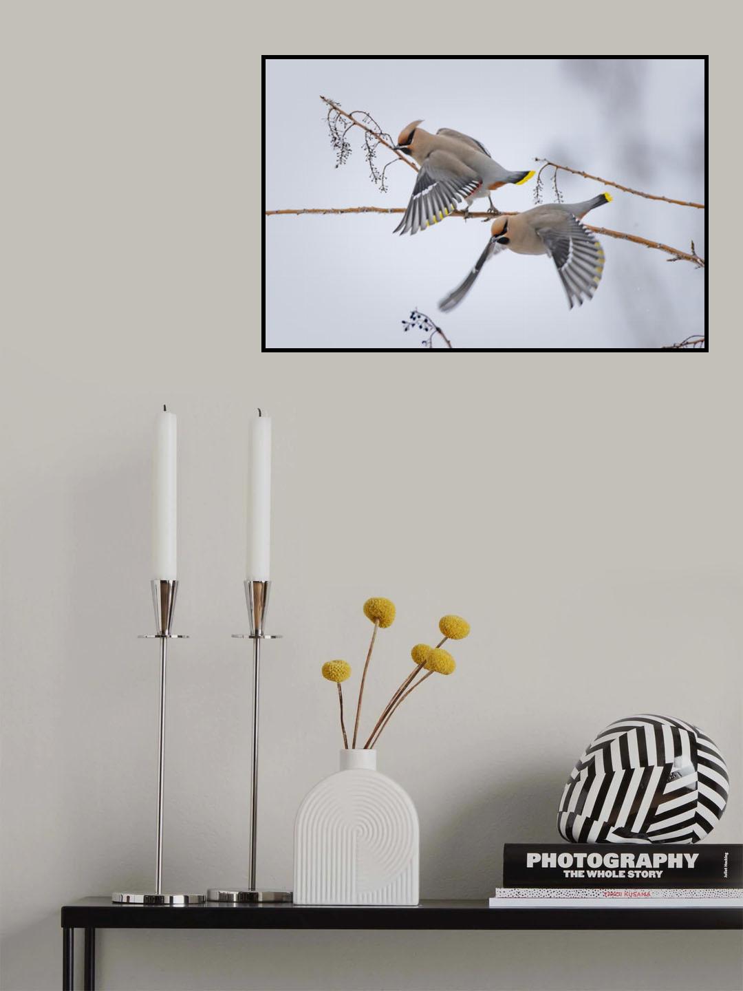 Bohemian waxwings Poster och Canvastavla