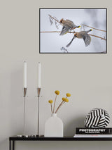 Bohemian waxwings Poster och Canvastavla