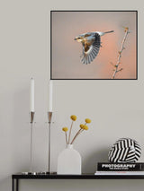 woodchat shrike Poster och Canvastavla
