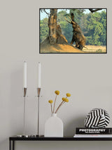 Boswel, the elephant on two legs Poster och Canvastavla