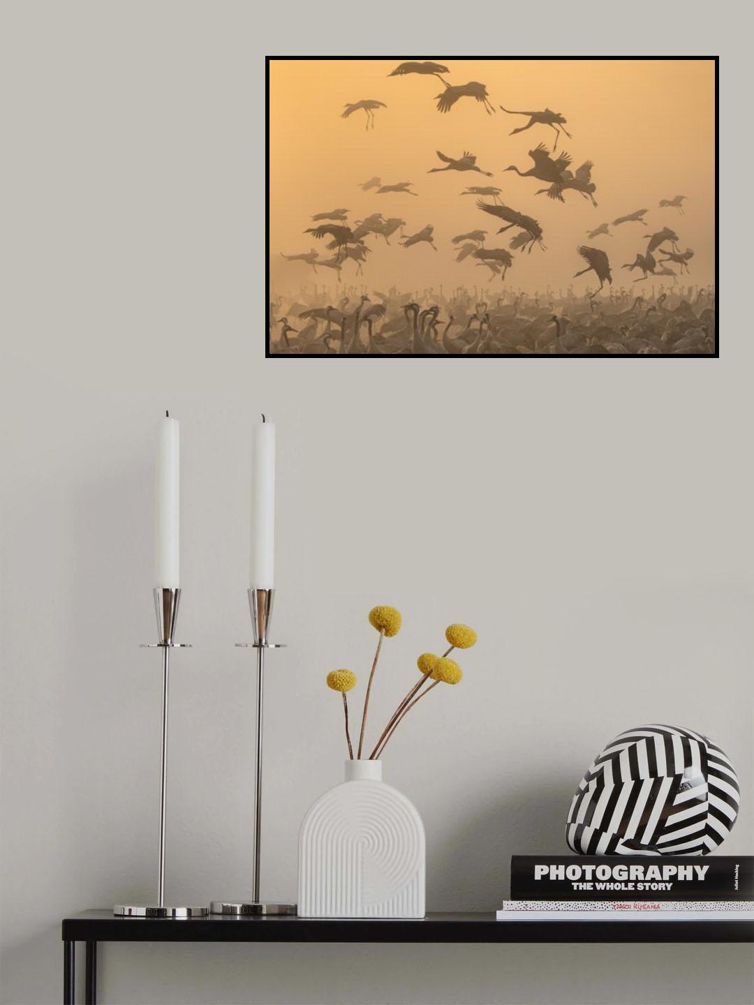 Cranes at sunrise... Poster och Canvastavla