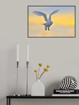 Snowy Owl Poster och Canvastavla