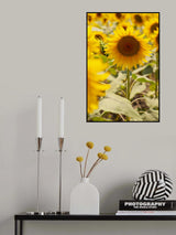 sunflowers on a sunny day Poster och Canvastavla