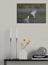 common Tern Poster och Canvastavla