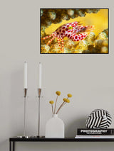 Red -Spotted Guard Crab Poster och Canvastavla