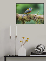 Toucan Barbet Poster och Canvastavla