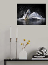 Pelican Poster och Canvastavla