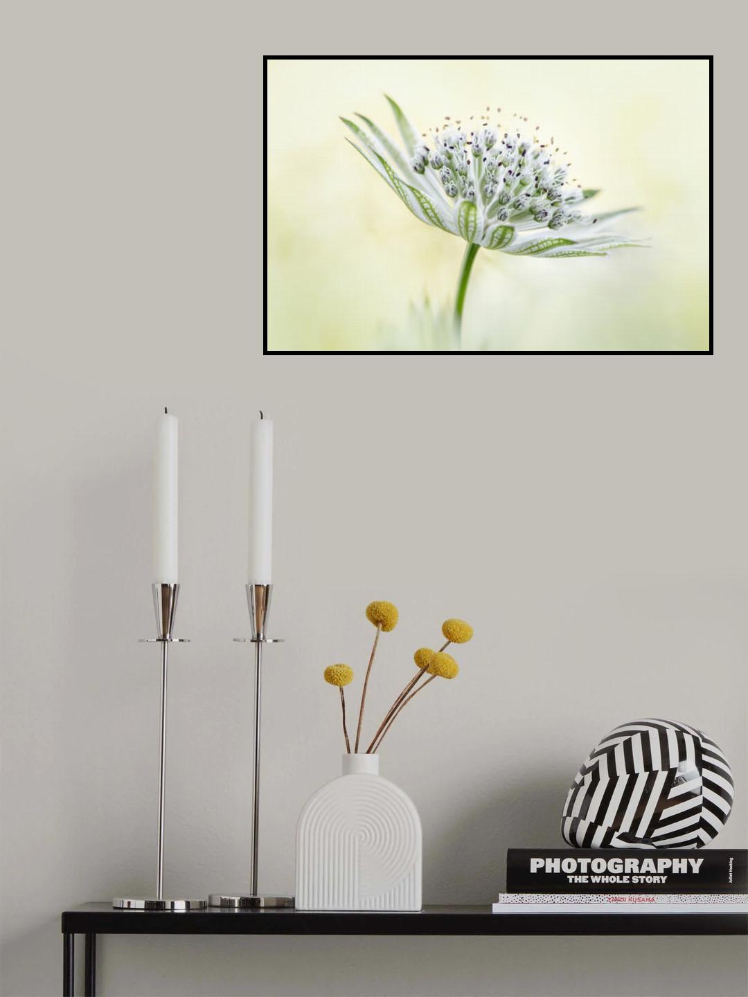 ~Astrantia~ Poster och Canvastavla