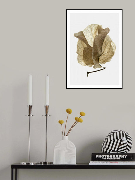 Bougainvillea Study No5 Poster och Canvastavla