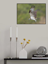 Osprey in hunting Poster och Canvastavla