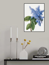 California Lilac (1935) Poster och Canvastavla
