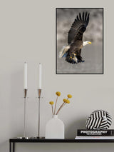 BaldEagle-7 Poster och Canvastavla