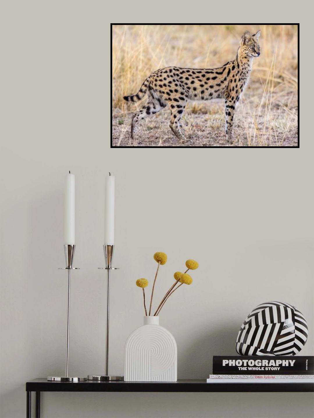 Serval hunting Poster och Canvastavla
