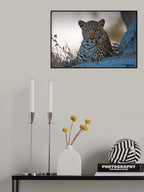 Leopard, Okavango Delta Poster och Canvastavla