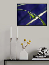 The last ray of sunshine... Poster och Canvastavla