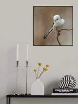 a White-headed Long-tailed Tit Poster och Canvastavla