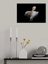 Pelican in the Dark Poster och Canvastavla