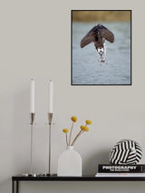 A Successful Dive Poster och Canvastavla
