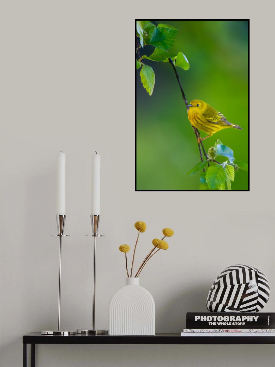 Yellow warbler Poster och Canvastavla
